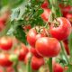 Tomatoes: Nutritional Facts & Health Benefits