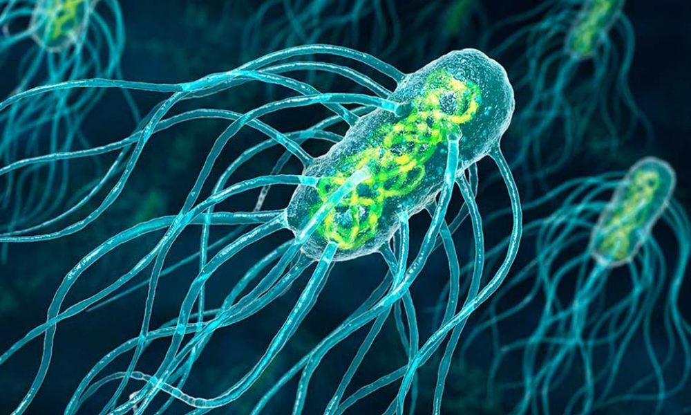 Do You Know The Bacteria Responsible for Typhoid?