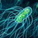Do You Know The Bacteria Responsible for Typhoid?