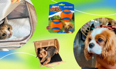 Pet Selling Products