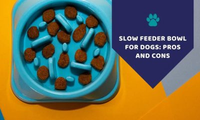 slow water bowl for dogs